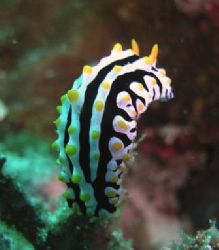 Taken in Madivaru, Maldives with Sea&Sea 5000G. Should ha... by Kutay Davudoglu 